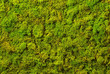 Texture of green decorative moss. Natural moss for interior design.