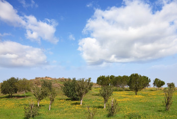 Canvas Print - The cloudy sky and blossoming rural fields