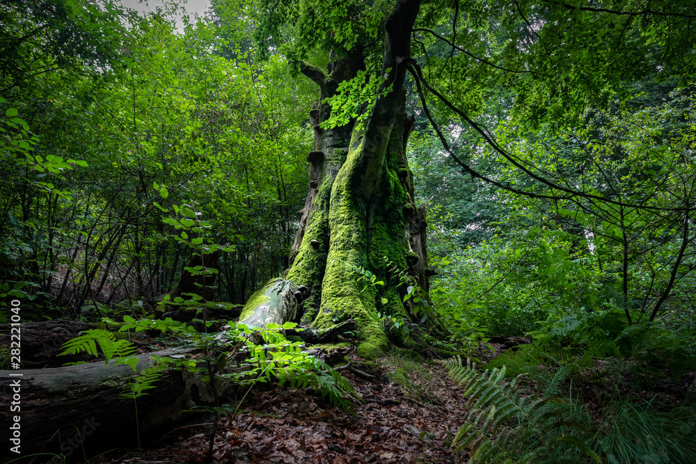 Urwald Europäischer Urwald - alter, moosbewachsener Baum im Reinhardswald ...