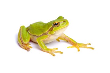 green tree frog isolated on white