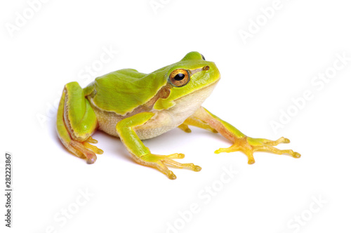 Green tree frog isolated on white Tableau sur Toile