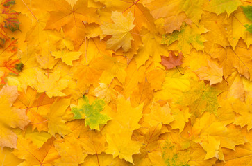 autumn background with fallen yellow maple leaves on ground