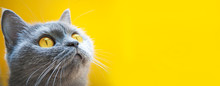 Gray Cat On A Yellow Background With Yellow Eyes Close-up
