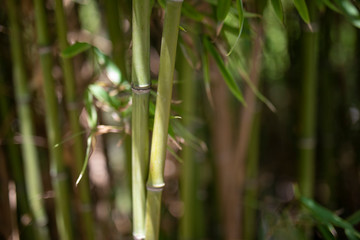  Bamboo Tree