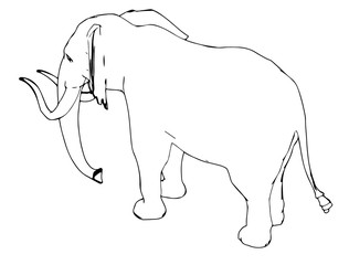 Wall Mural - sketch of animal elephant isolated vector