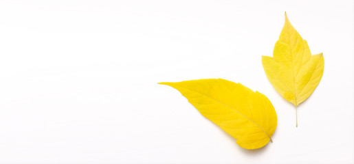 Wall Mural - Two Yellow leaves on white backround with copy space