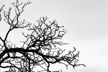 Wall Mural - Silhouette dead tree and branch isolated on white background. Background for death, hopeless, despair,sad, and lament concept. Halloween night. Dramatic horror night on Halloween day.  Grief abstract.