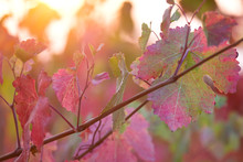 Autumn Foliage Of A Vineyard At Sunset. Close Up