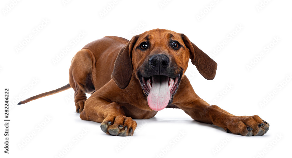 Pretty Rhodesian Ridgeback pup laying down / playing. Looking at lens with brown eyes. Isolated on white background. Tongue out of mouth. - obrazy, fototapety, plakaty 