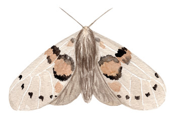 Watercolor night moth isolated on white background. Moths vintage illustration. Night butterfly.