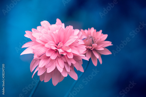 Vintage Blossoming Flowers In The Summer Garden Flowers Nature Background Rudbeckia Golden Ball Rudbeckia Laciniata Summer Garden Nature Buy This Stock Photo And Explore Similar Images At Adobe Stock Adobe Stock Vintage Blossoming Flowers In The Summer Garden Flowers Nature Background Rudbeckia Golden Ball Rudbeckia Laciniata Summer Garden Nature Buy This Stock Photo And Explore Similar Images At Adobe Stock Adobe Stock