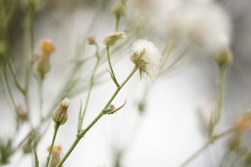 soft dandelion field closeup on a natural foggy background.