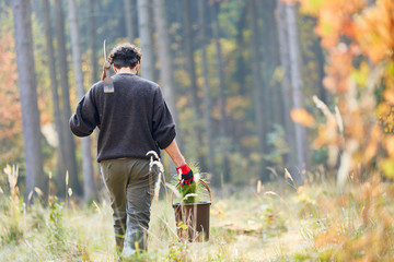 Wall Mural - Forester or forester trainee with pine seedling