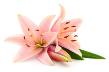 Two Pink Lilies.