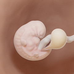 3d rendered medically accurate illustration of a human fetus - week 6