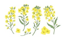 Bundle Of Elegant Botanical Drawings Of Blooming Rapeseed, Canola Or Mustard Flowers. Set Of Crop Or Cultivated Plant. Collection Of Natural Design Elements. Floral Realistic Vector Illustration.