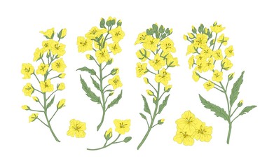 Wall Mural - Bundle of elegant botanical drawings of blooming rapeseed, canola or mustard flowers. Set of crop or cultivated plant. Collection of natural design elements. Floral realistic vector illustration.