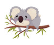 Cute koala cartoon lies on a branch. Vector illustration on white background.