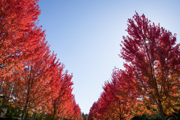 fall foliage, colorful red orange and yellow leaves and a blue sunny sky in autumn, Canada Vancouver, BC