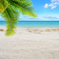 Canvas Print - Tropical sand beach with palm leaves