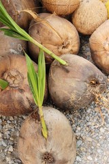 Sticker - Coconut fruit is delicious at street food