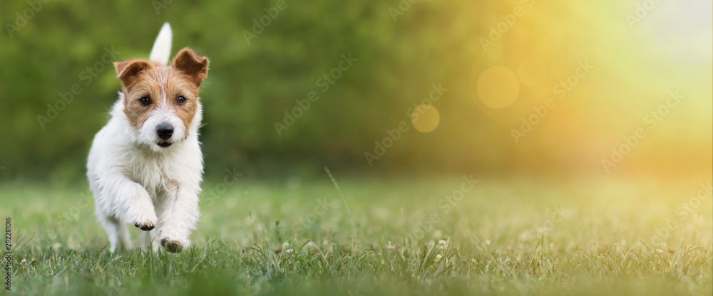 Active happy pet dog puppy running in the grass in summer, web banner with copy space - obrazy, fototapety, plakaty 