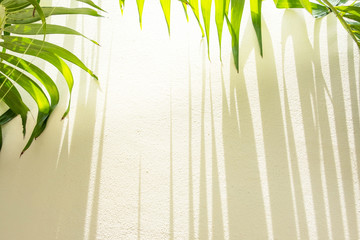 Poster - Palm leaves and striped shadow on cream wall.