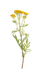 Poster - tansy isolated