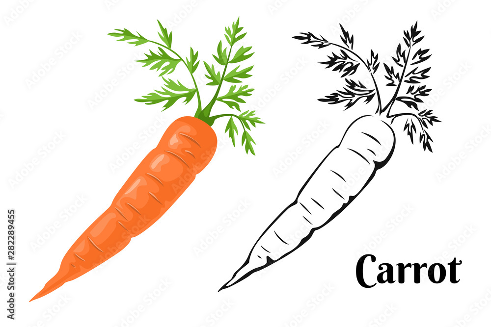 Carrot Set. Cartoon orange carrot isolated on a white background and black and white illustration. Vector icons of fresh root vegetables. - obrazy, fototapety, plakaty 