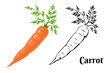 Carrot Set. Cartoon orange carrot isolated on a white background and black and white illustration. Vector icons of fresh root vegetables.