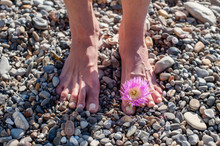 Beach Flower Zen Meditation.  Pretty Feet Earthing On Pebbles With A Beach Flower Tucked  In Her Toes.