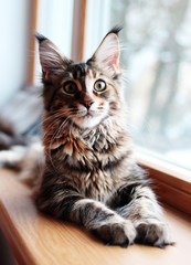 Wall Mural - portrait of a beautiful adorable young maine coon kitten cat sitting on a window sill  