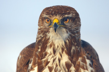 Canvas Print - The common buzzard (Buteo buteo), portrait.