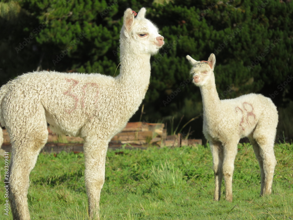 Wall Murals Alpaca Bebe Nikkel Art Wall Murals Alpaca Bebe Nikkel Art
