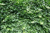 Fototapeta Zachód słońca - Ivy, hedera helix, evergreen climbing plant grows up on a walll