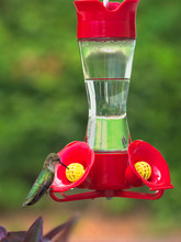 Female Ruby-Throated Hummingbird Sitting At Feeder