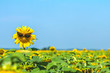 Beautiful sunflower in sunglass goggles against the sunflowers on field. Sunflower field, growing sunflower oil beautiful landscape of yellow flowers of sunflowers against the blue sky. Agriculture