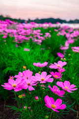 Wall Mural - Closeup on cosmos flowers.Beautiful white cosmos flowers in the garden.