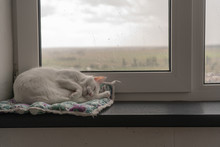 A Small White Cat Sleeping In A Strange Pose Peacefully On Its Bedding On A Windowsill In A Scandinavian Interior. Outside The Window There Is A Thunderstorm, Clouds And Rain.