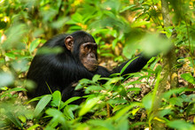 A Chimp Sitting On The Ground In Kibale Forest