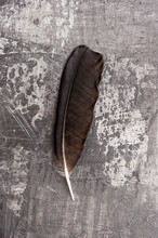 Raven Feather On Gray Background. 