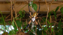 Large Colorful Spider On Web