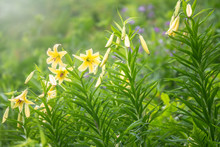 Yellow Flowers Of Lily Kesselring - Lilium Kesselringianum