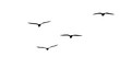 flock of migratory seagulls, silhouette