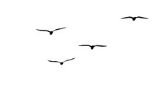 Flock Of Migratory Seagulls, Silhouette