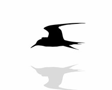 Tern Bird Over Water, Silhouette