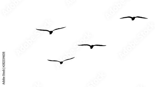 Fotomural flock of migratory seagulls, silhouette