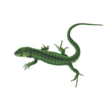 Green Lizard Vector
