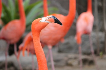 flamingo on a white background