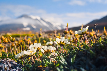 Wallpaper norway landscape nature of the mountains of Spitsbergen Longyearbyen Svalbard   on a flowers polar day with arctic summer in the sunset 